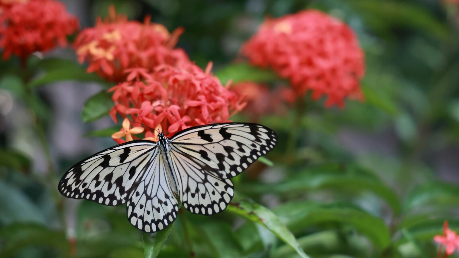How to Attract Butterflies and Birds to Your Garden