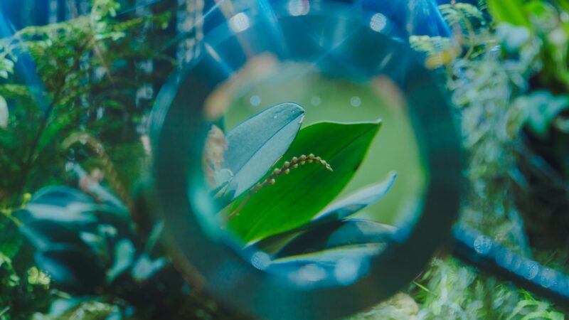 How to Deal With Plant Pests in Singapore