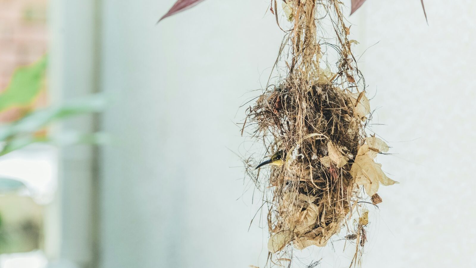 How to Deal with Root Rot