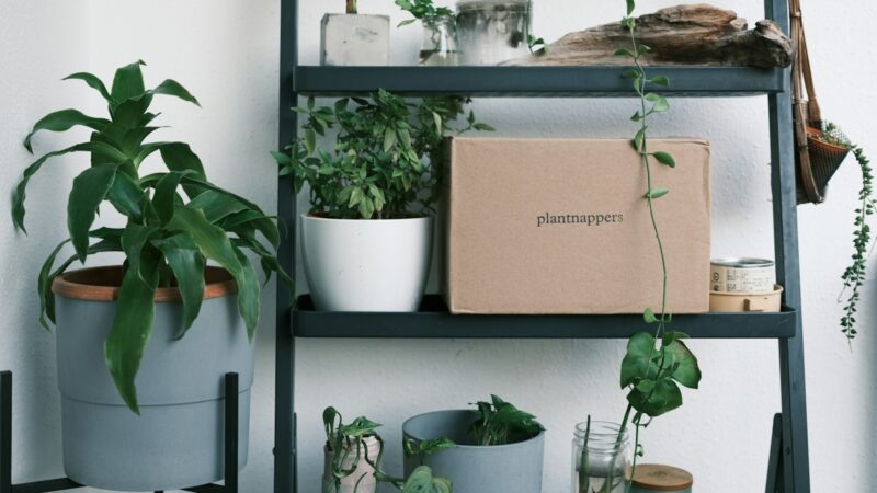 How to Grow Herbs at Home in Singapore