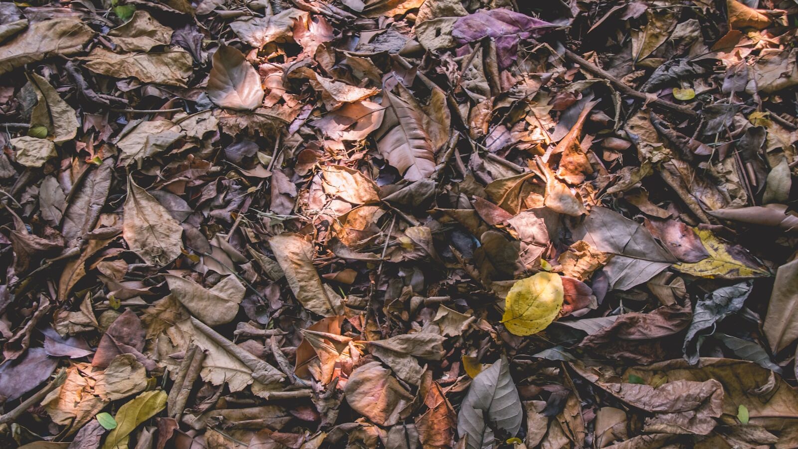 How to Make Compost at Home