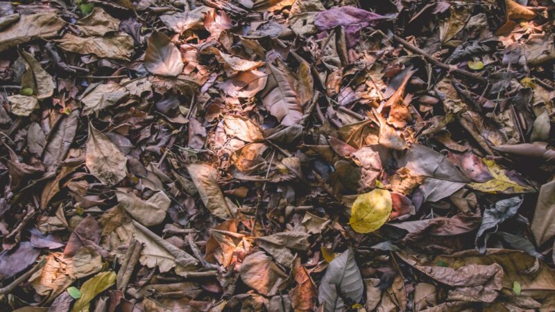 How to Make Compost at Home