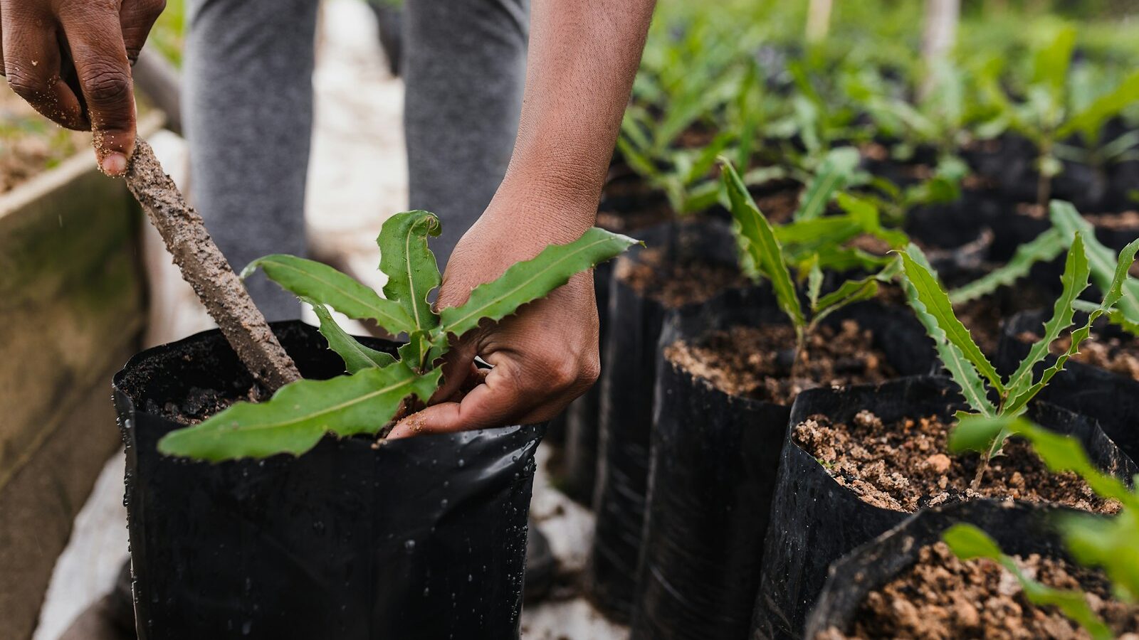 How to Propagate Plants From Cuttings