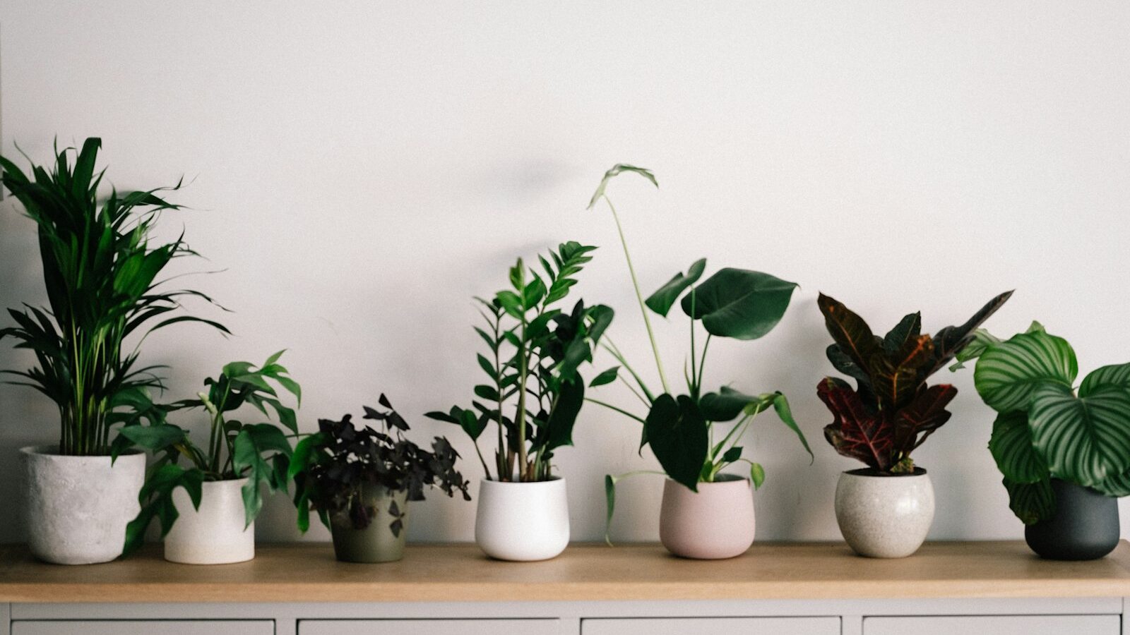 How to Repot a Houseplant in Singapore