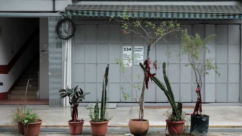 How to Revive a Dying Plant