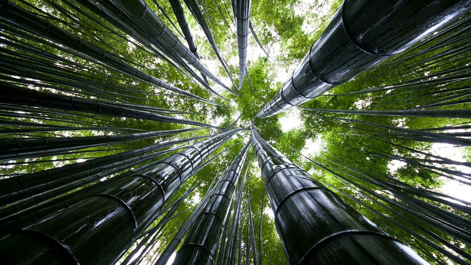 Kamakura From Singapore