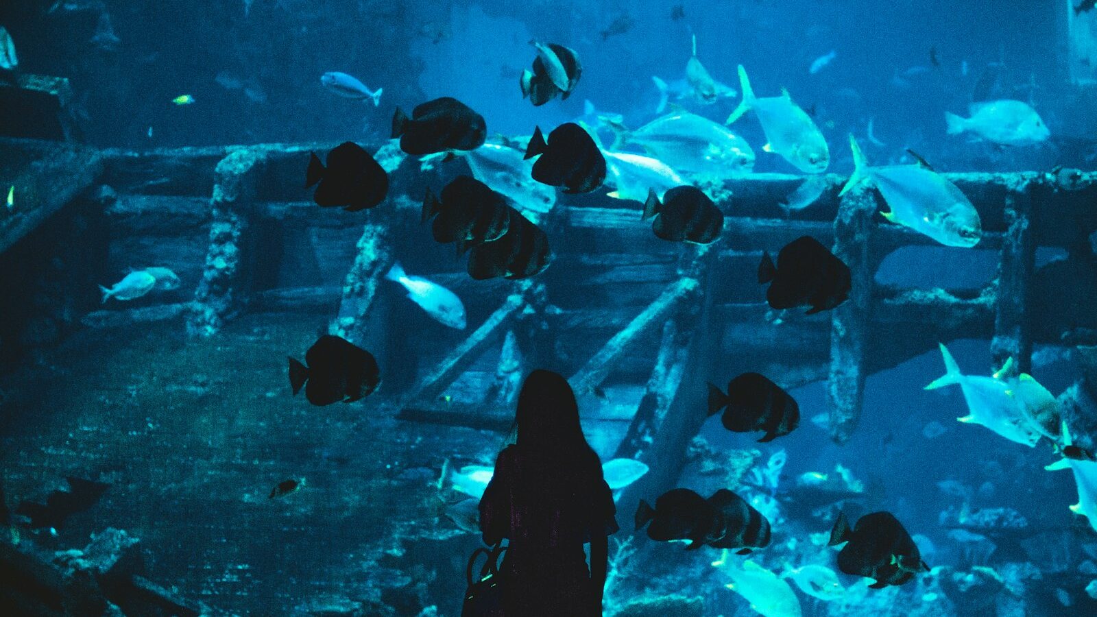 Keeping Fish and Aquariums in Singapore