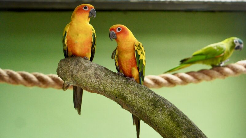 Keeping Pet Birds in Singapore