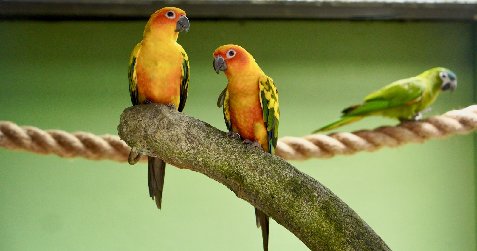 Keeping Pet Birds in Singapore