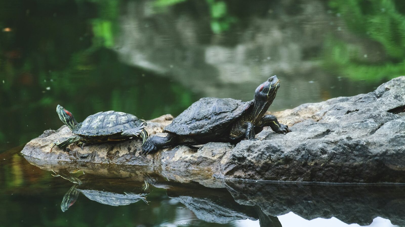 Keeping Turtles and Terrapins in Singapore