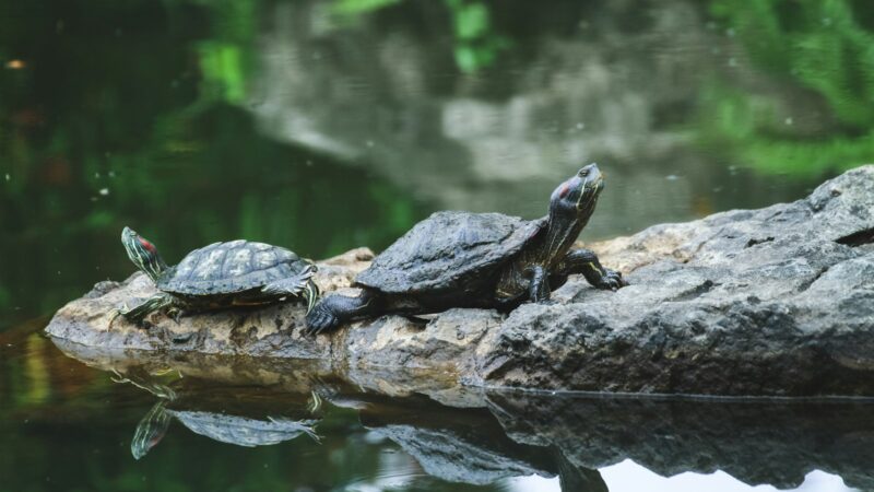 Keeping Turtles and Terrapins in Singapore