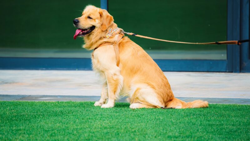 Leash Training: How to Stop Your Dog Pulling on Walks