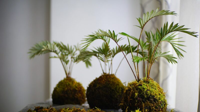 Making Kokedama Moss Balls: A Singapore Guide
