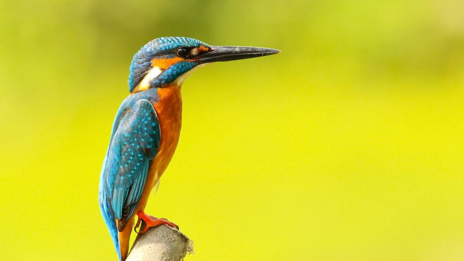 Nature and Bird Watching in Singapore