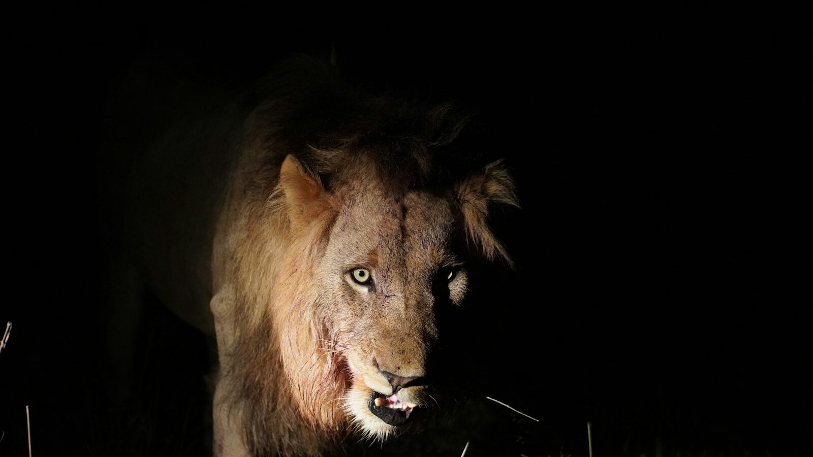 Night Safari: A Visitor’s Guide