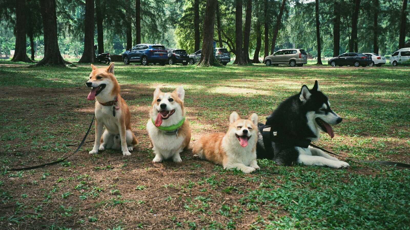 Owning a Pet in Singapore: What to Know