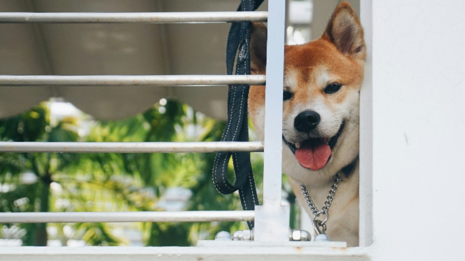 Pet Boarding and Daycare in Singapore