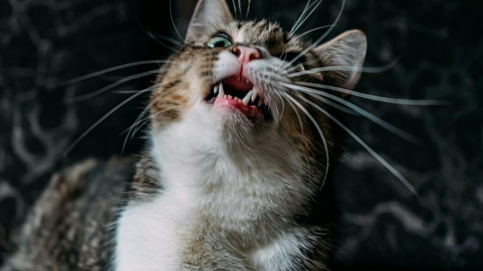 Pet Dental Disease: Why It Matters and How to Spot It