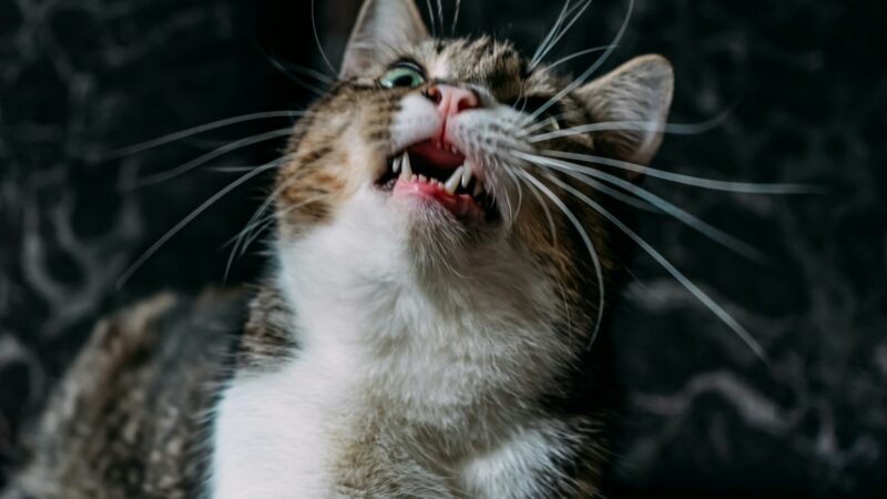 Pet Dental Disease: Why It Matters and How to Spot It