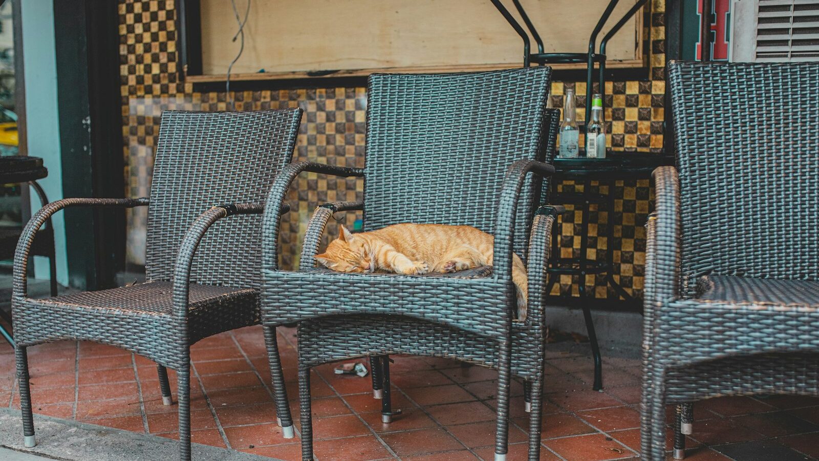 Pet-Friendly Cafes and Restaurants