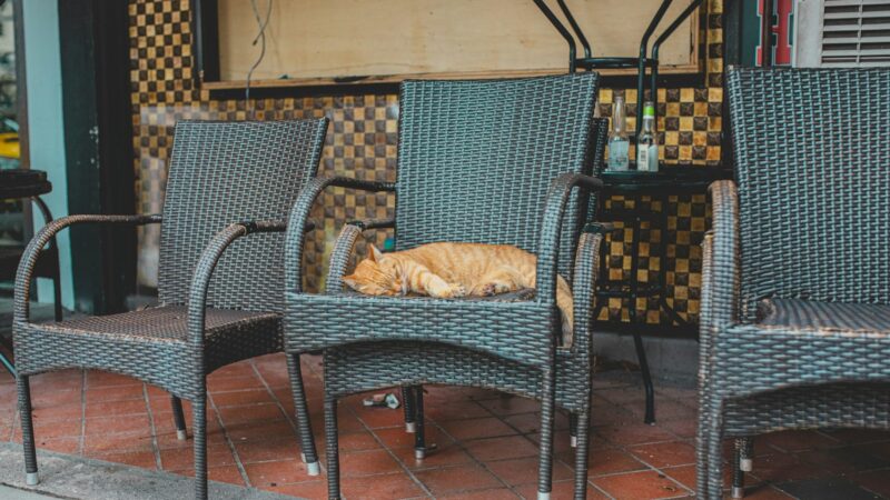 Pet-Friendly Cafes and Restaurants