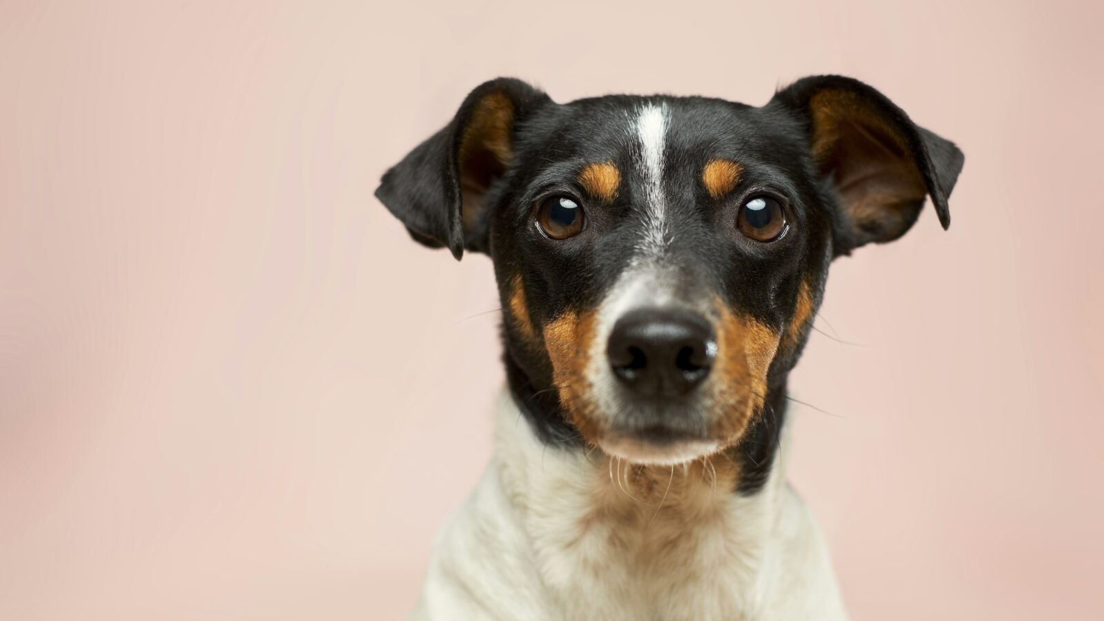 Pet-Friendly Outings in Singapore