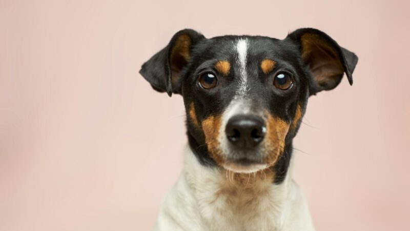 Pet-Friendly Outings in Singapore