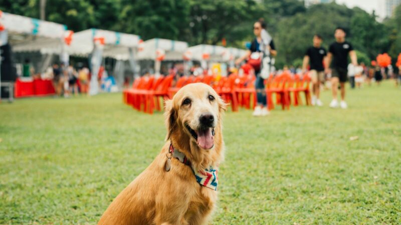 Pet-Friendly Places in Singapore