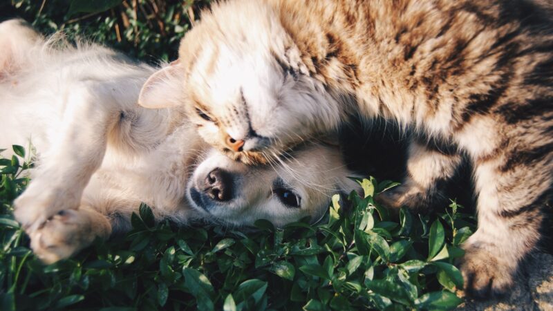 Pet Insurance in Singapore
