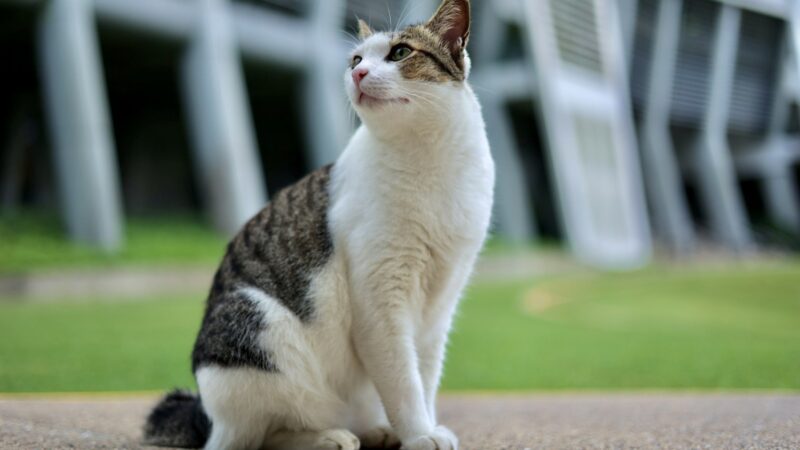 Pet Skin Problems and Allergies: A Guide for Owners