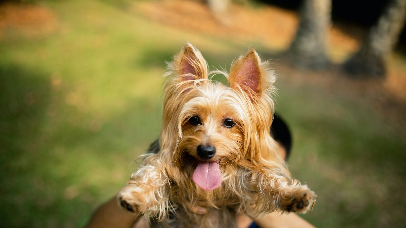 Pet Vaccinations and Preventive Care in Singapore
