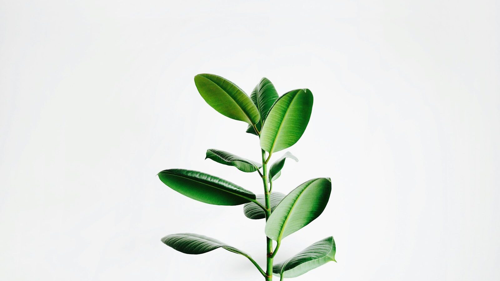 Plant-Based Eating in Singapore
