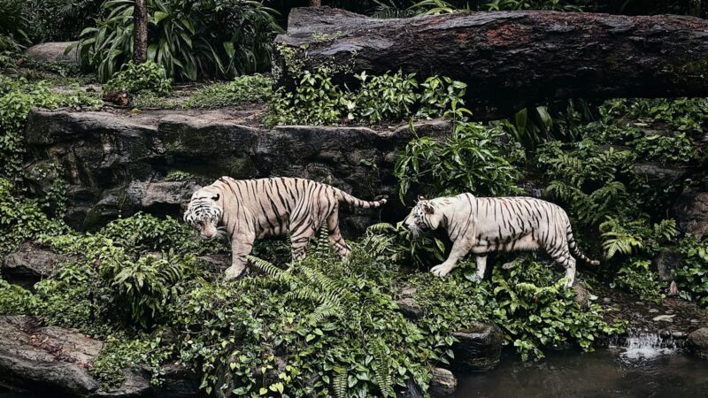 Protecting Singapore’s Nature and Wildlife