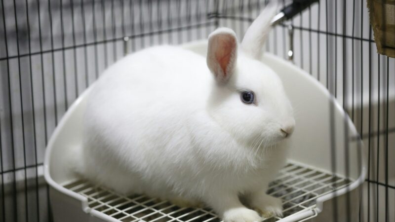Rabbit Litter Training
