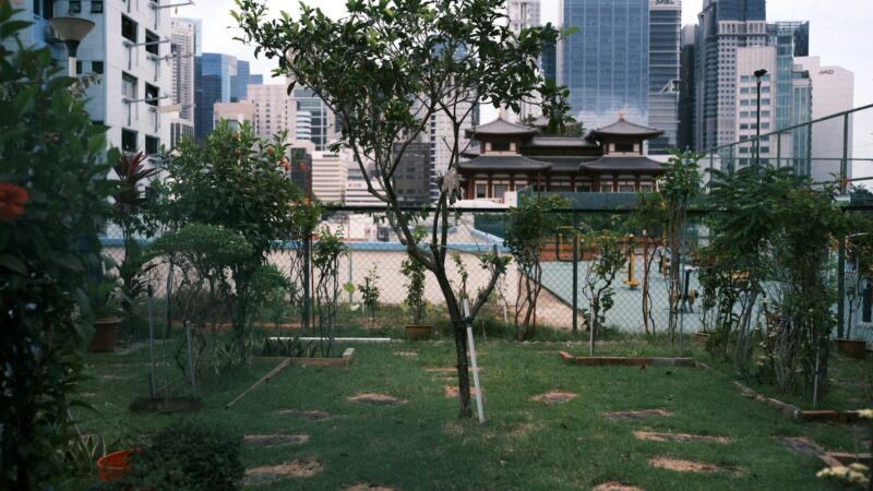 Raised Bed Gardening in Singapore: A Practical Guide