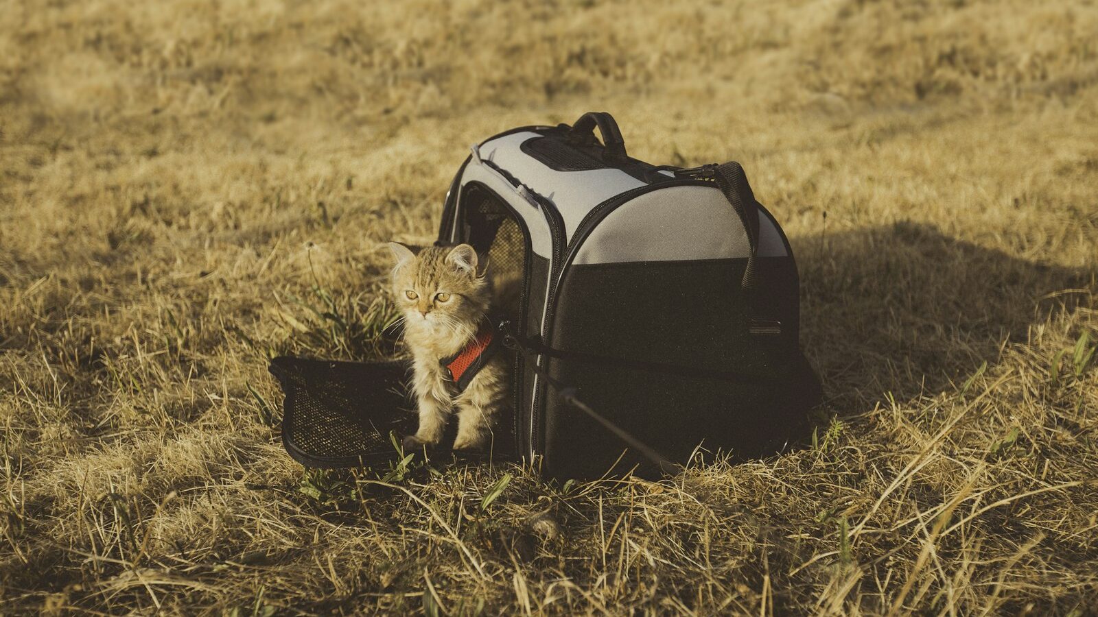 Importing Pets Singapore: A Relocation Guide for Bringing Your Cat or Dog