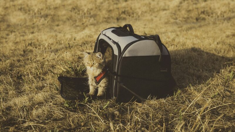 Importing Pets Singapore: A Relocation Guide for Bringing Your Cat or Dog