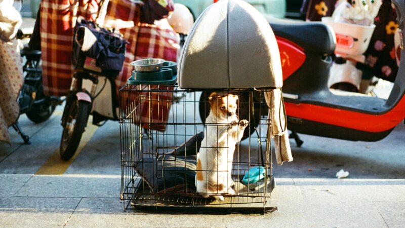 Relocating Your Pet from China to Singapore