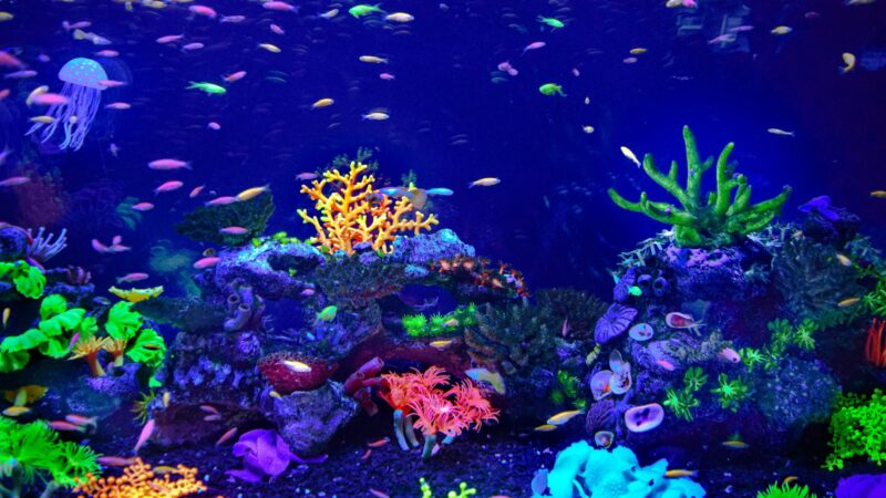 S.E.A. Aquarium: A Visitor’s Guide