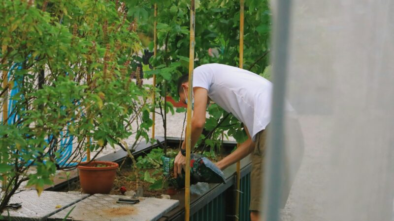 Setting Up a Self-Watering System in Singapore