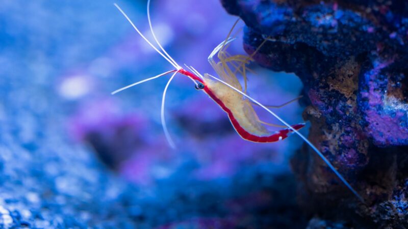 Shrimp and Snail Nano Tanks