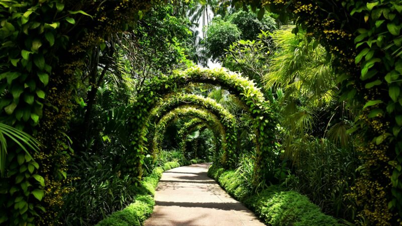 A Guide to the Botanic Gardens Singapore