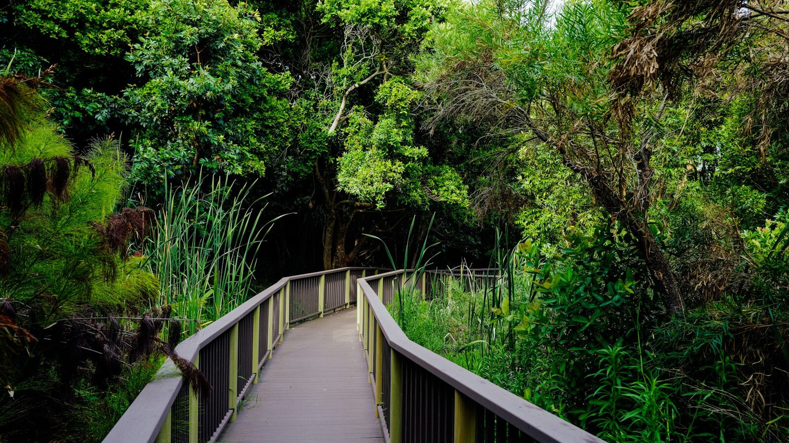 Singapore’s Parks and Nature Reserves, Explained