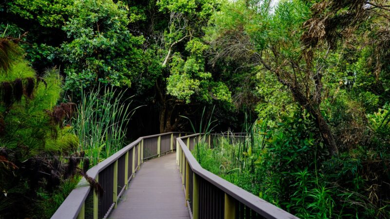 Singapore’s Parks and Nature Reserves, Explained
