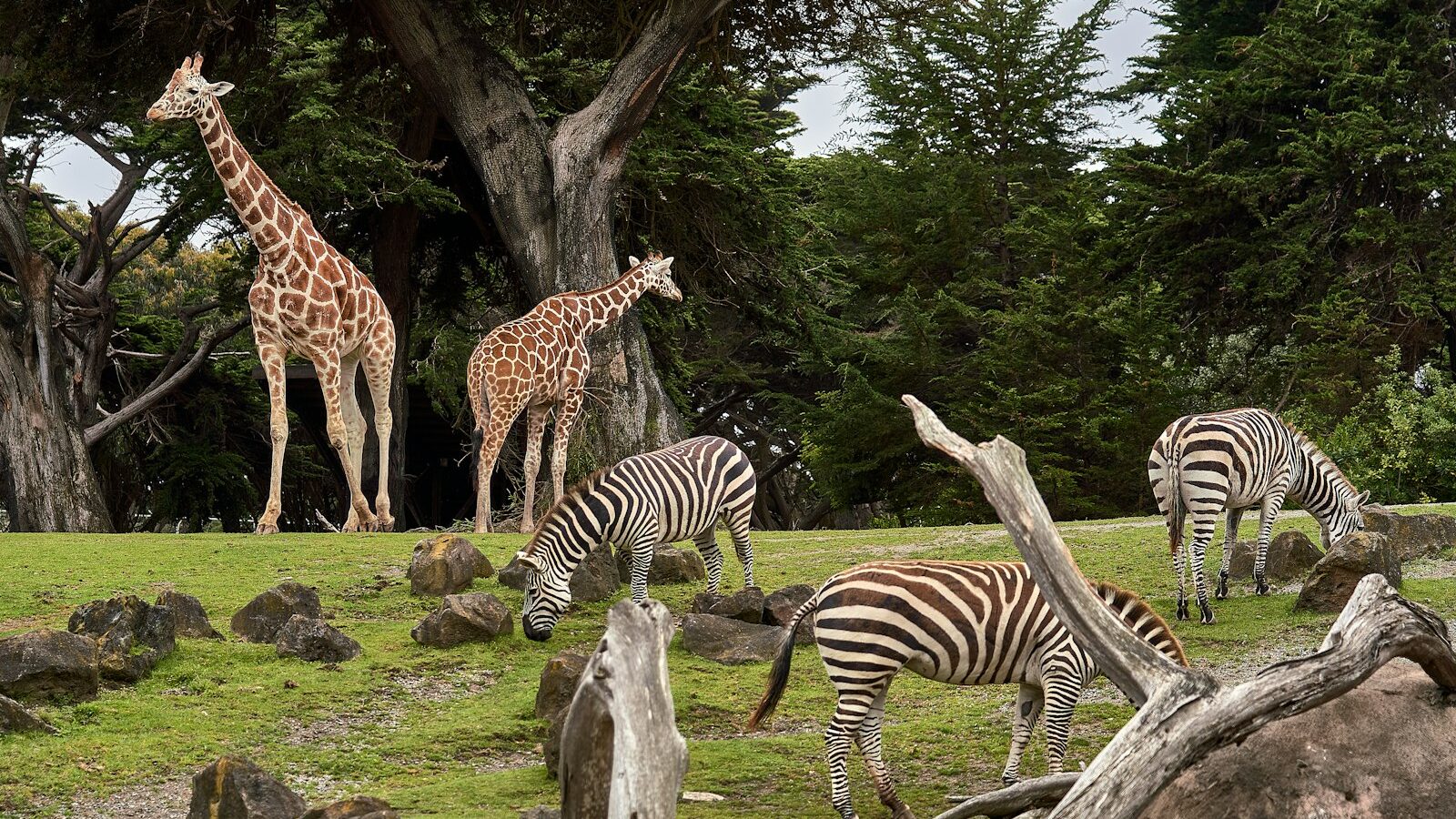 Singapore Zoo: A Visitor’s Guide