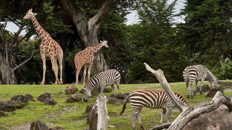 Singapore Zoo: A Visitor’s Guide