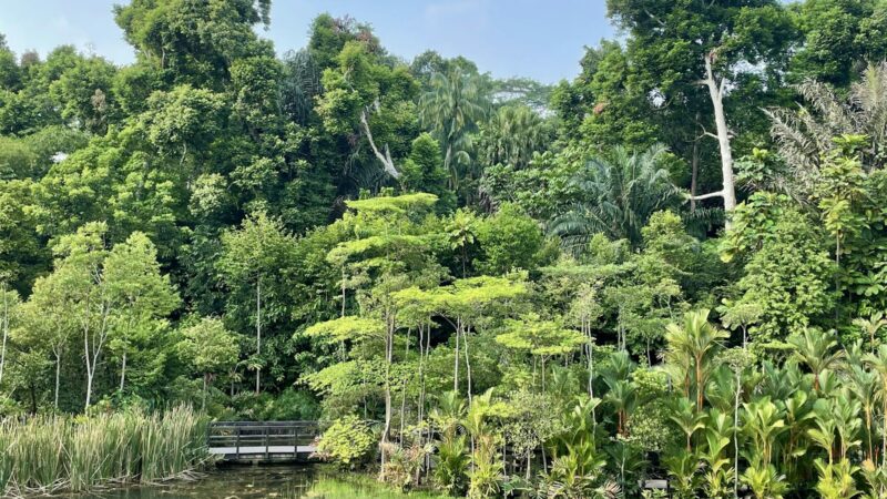 The Southern Ridges Walk