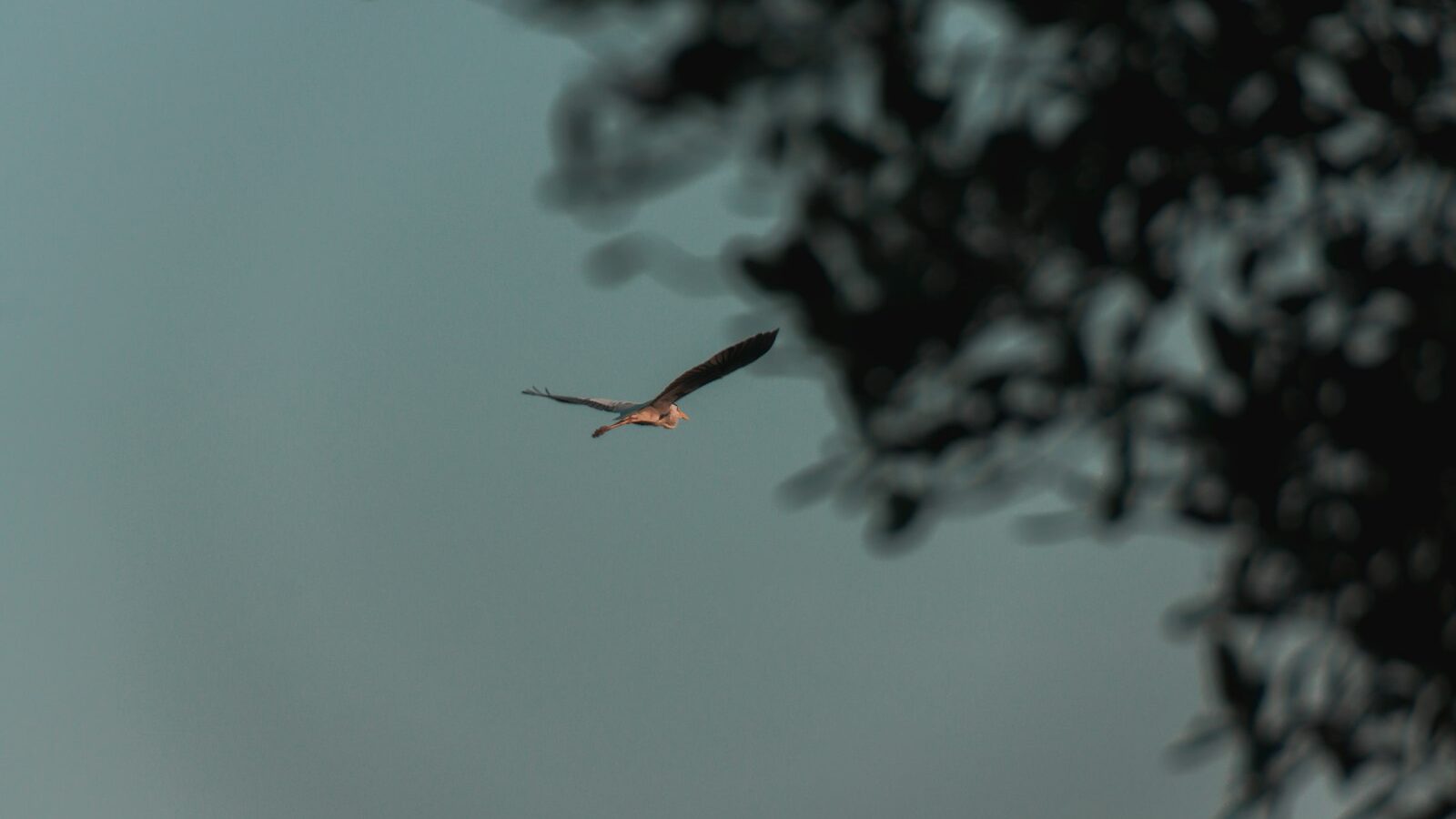 Sungei Buloh Wetland Reserve
