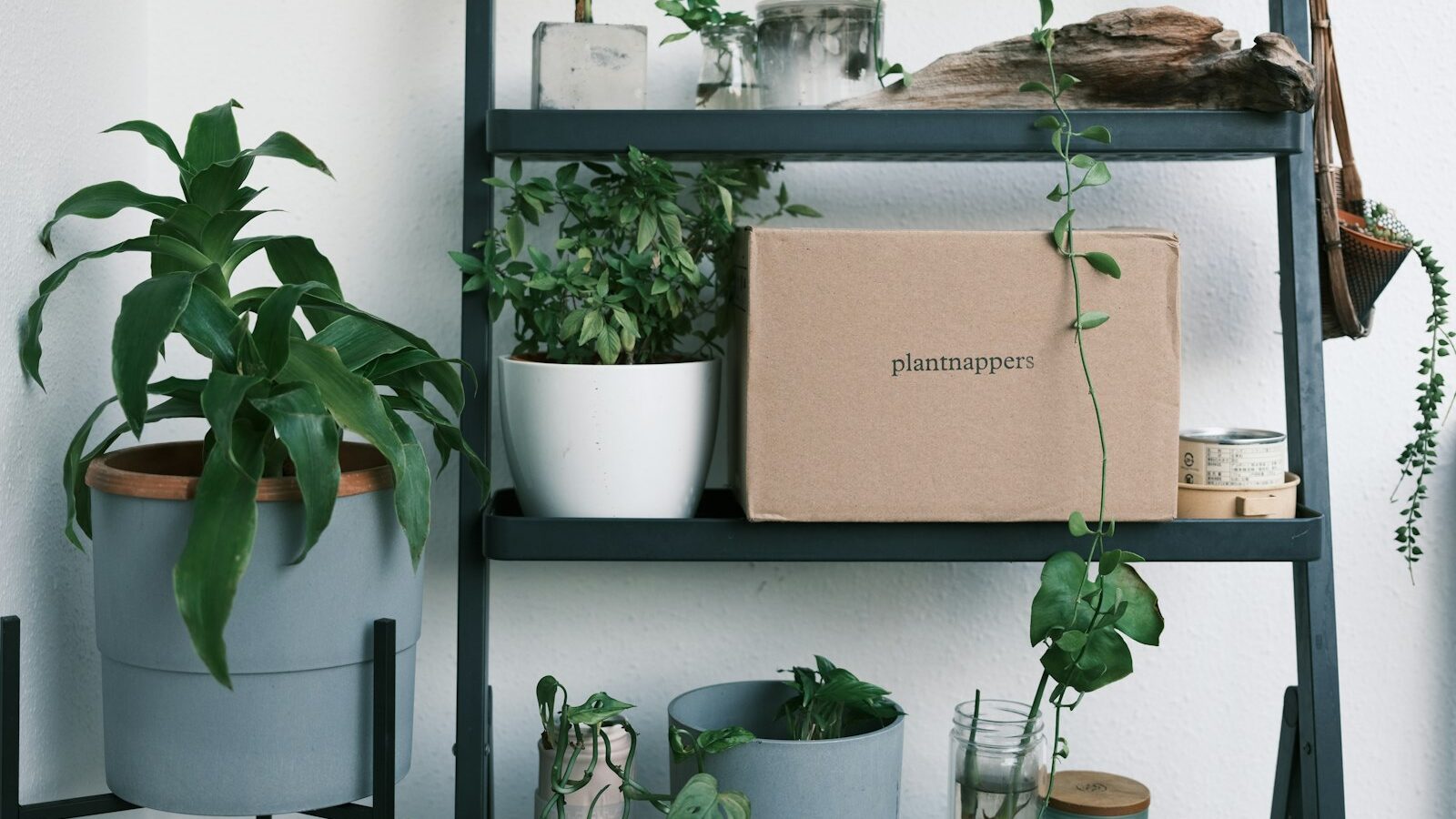 The Best Air Purifying Plants for Your Home