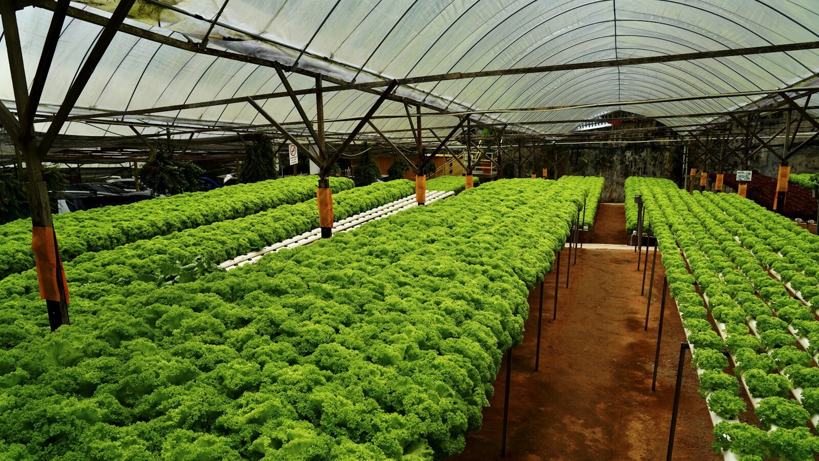 The Kratky Method for Hydroponics: A Singapore Guide